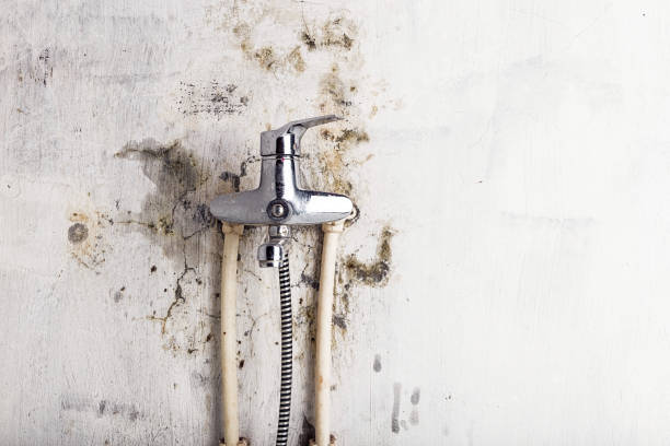 Best Localized Mold Remediation (e.g., coastal areas, humid climates) in Crestline, CA