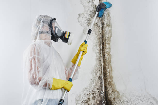 Professional Mold Remediation in Crestline, CA