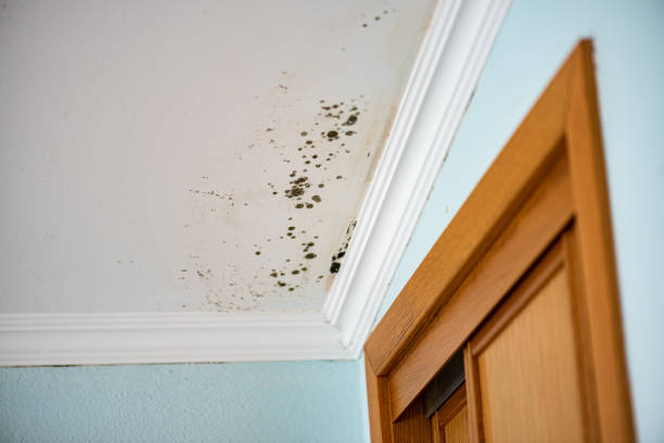 Best Bathroom Mold Remediation in Crestline, CA