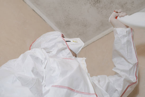 Best Basement Mold Remediation in Crestline, CA