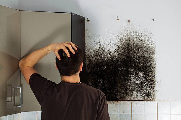 Best DIY Mold Remediation Support Services in Crestline, CA