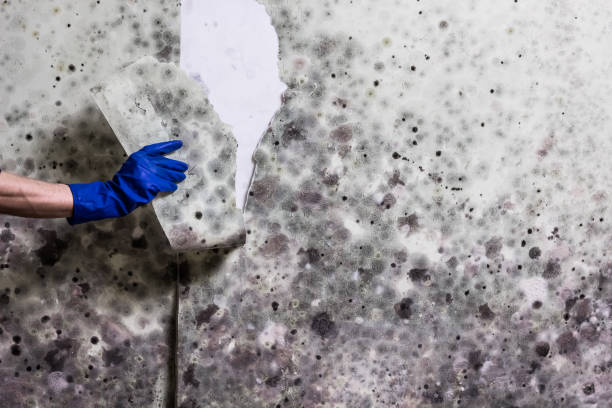 Best White Mold Remediation in Crestline, CA