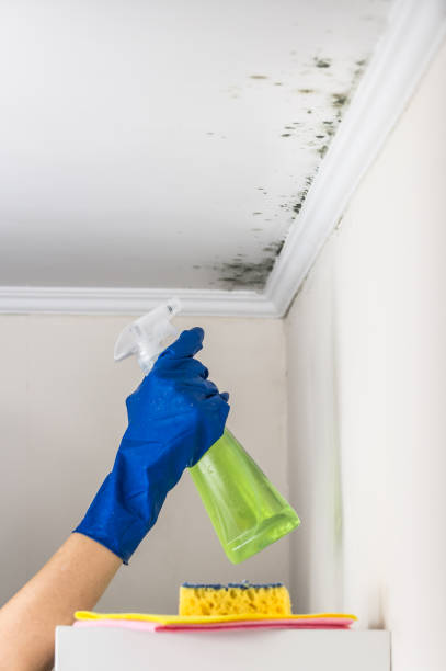 Best HVAC Mold Remediation in Crestline, CA